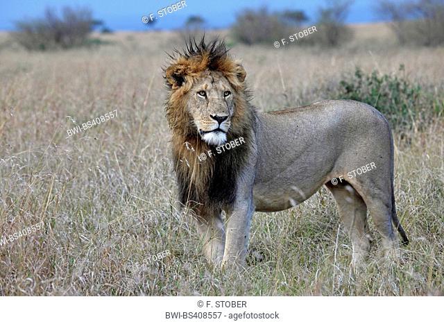 lion (Panthera leo), male lion in savannah, Kenya, Masai Mara National Park