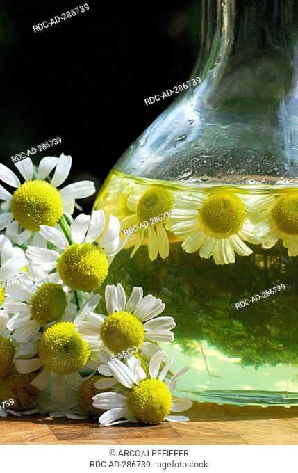 Mayweed oil, Scented Mayweed / Matricaria chamomilla, Matricaria recutita, Chamomilla recutita