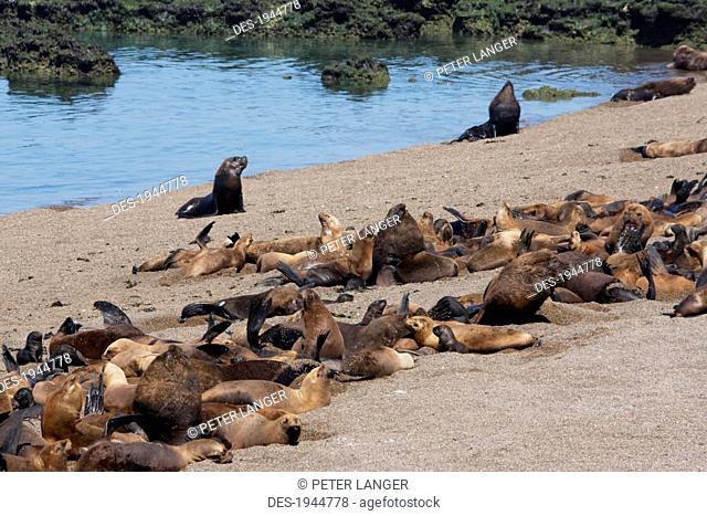 South American Sea Lion (Otaria flavescens) Colony, Punta Loma, Chubut, Argentina