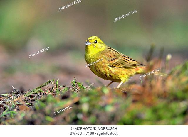 yellowhammer (Emberiza citrinella), on the ground on the feed, Netherlands