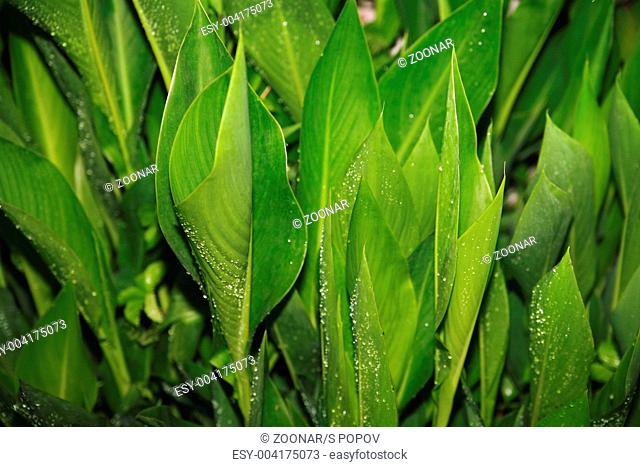 green juicy leaves