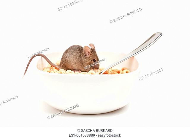 mouse in cereal bowl isolated