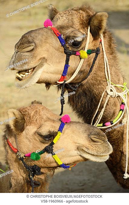 India, Rajasthan, Pushkar camel fair, She camel and baby