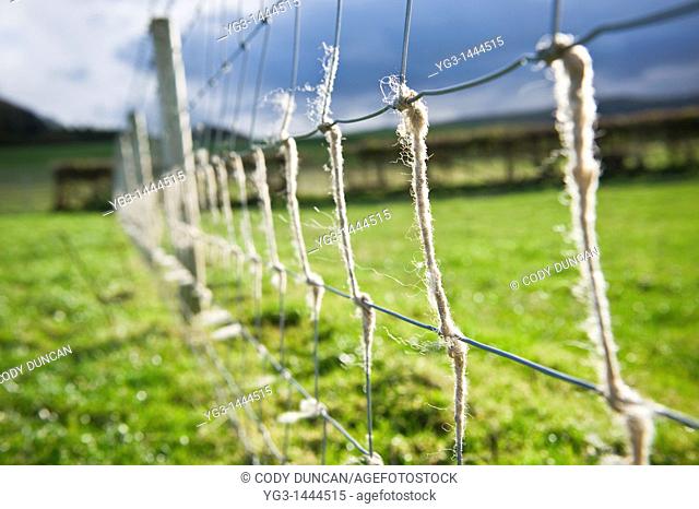 Wire fence with sheeps wool, Herefordshire, England