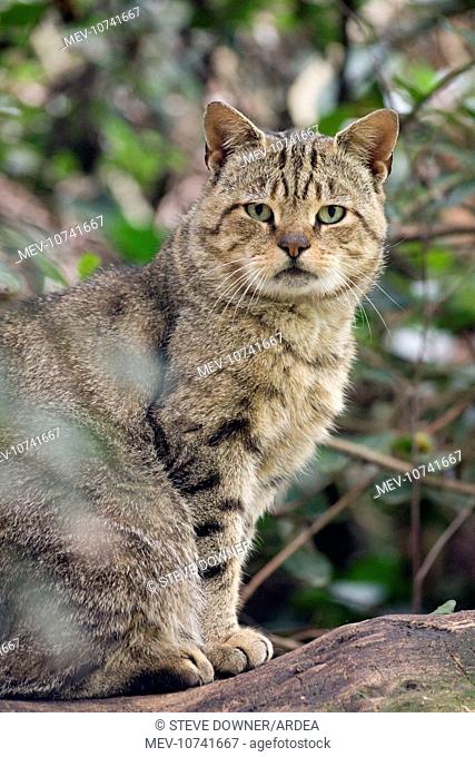 Scottish Wildcat (Felis sylvestris grampia)