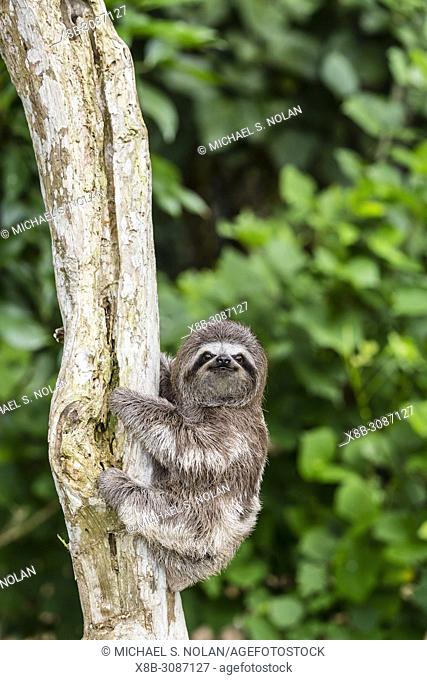 A captive ""pet"" brown-throated sloth, Bradypus variegatus, San Francisco Village, Loreto, Peru