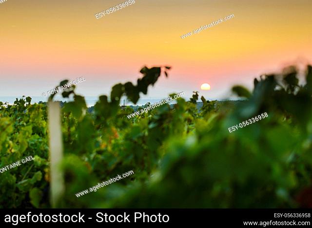 Sun is rising over vineyards of Beaujolais land, France