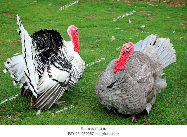 Royal palm and slate breed turkey, Meleagris gallopavo, male stags with black and white and grey plumage with red snood and wattle on grass