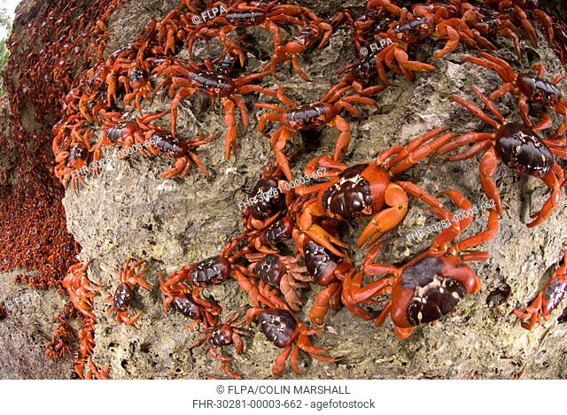 Christmas Island Red Crab Gecarcoidea natalis adults, mass on sea cliff rocks during annual migration, Christmas Island, Australia