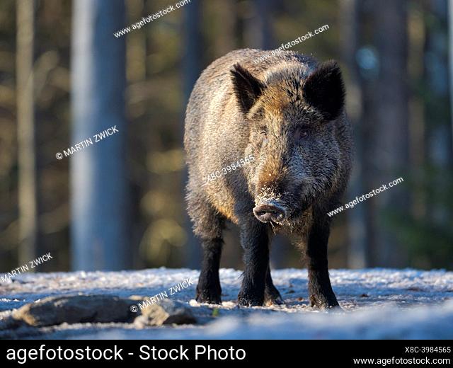Wild Boar (Sus scrofa) in forest during winter. National Park Bavarian Forest (Bayerischer Wald), enclosure. Europe, Central Europe, Germany, Bavaria