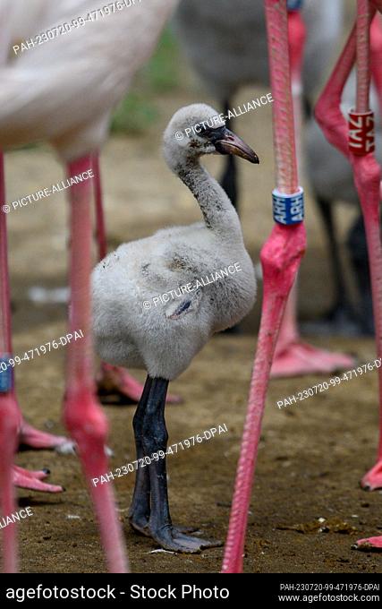 20 July 2023, Saxony-Anhalt, Magdeburg: A pink flamingo chick stands between the legs of the older animals at Magdeburg Zoo