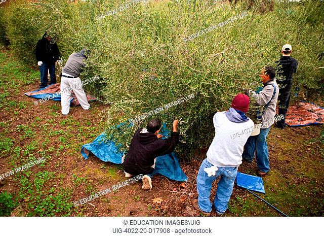harvesting Spanish olives for oil, Rancho Olivos, Santa Ynez Valley near Santa Barbara, California