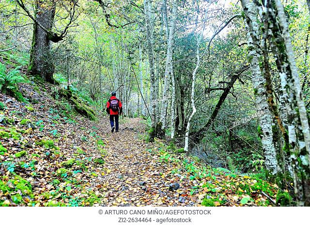 The Muniellos Nature Reserve, Asturias, Spain