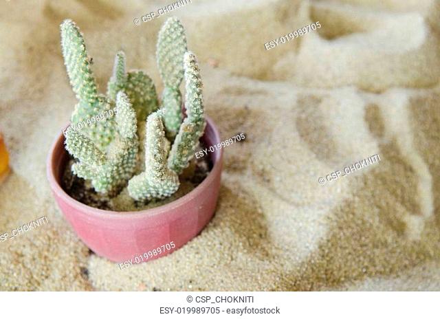 Cactus in pot.Gymnocalycium mihanovichii (red cactus), Anacampsero s (cactus in front of red cactus), Mammillaria elongata (cactus beside red cactus) and Torch...