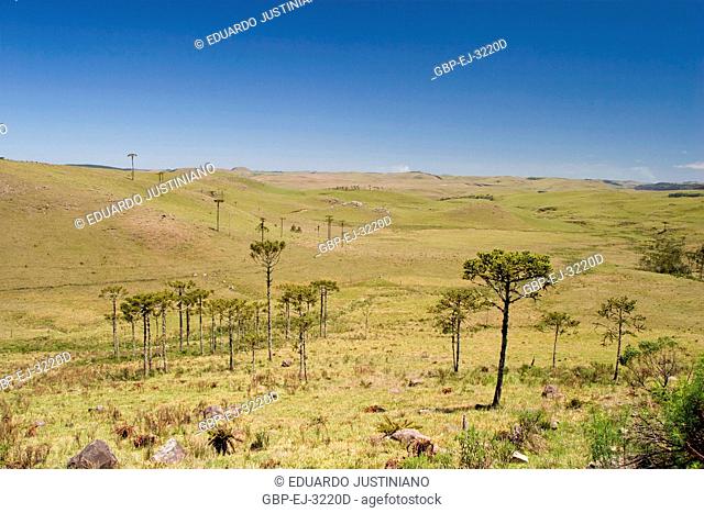Physiognomy of Campos of Top with Forests of Araucaria, Araucaria angustifolia, São José dos Ausentes, Rio Grande do Sul, Brazil