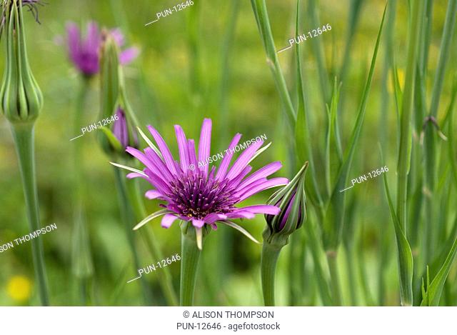 Flower of the purple salsify Tragopogon porrifolius on an allotment in South Yorkshire, England