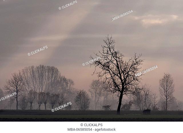 Plain Piedmont, Piedmont, Turin, Italy, Sunrise trees in the mist