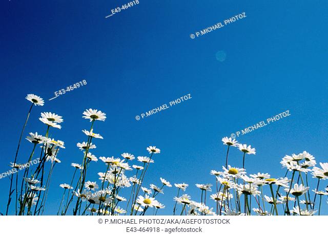 White Daisy flowers and clear blue sky