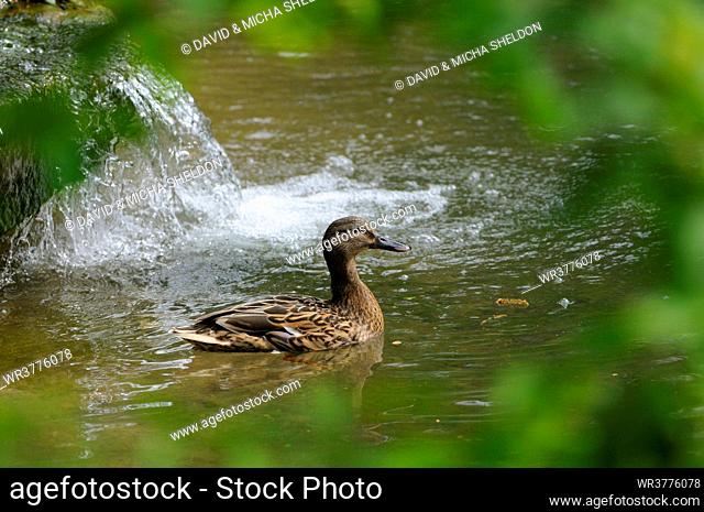 Mallard (Anas platyrhynchos) in water, Bavaria, Germany
