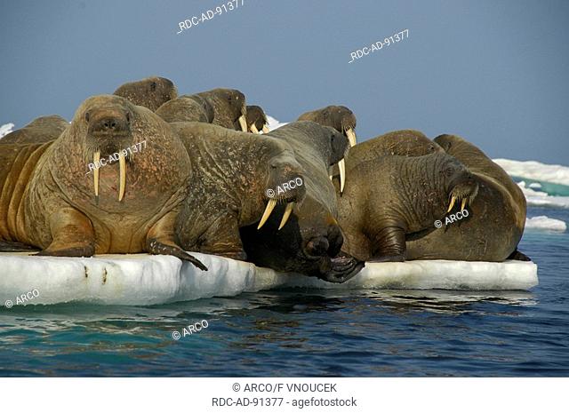 Walruses on icefloe Nunavut Territory Canada Odobenus rosmarus Arctic