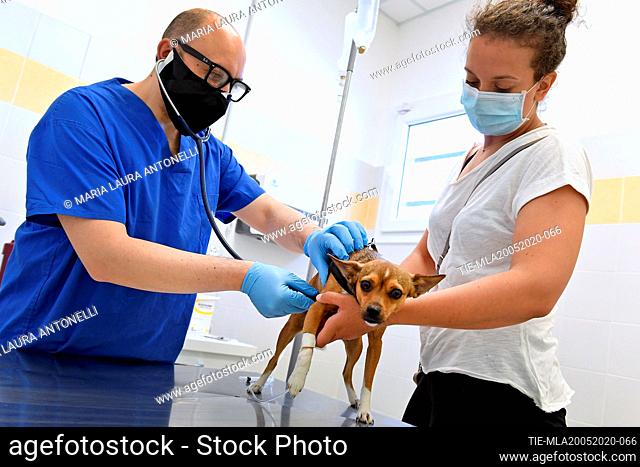 Veterinary at work with protective mask in the veterinary clinic , Rome, ITALY-20-05-2020