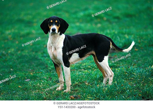GREAT ANGLO-FRENCH TRICOLOUR HOUND, ADULT STANDING ON GRASS
