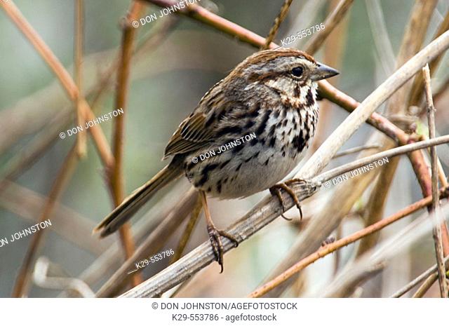 Song sparrow (Melospiza melodia). Wanup, Ontario