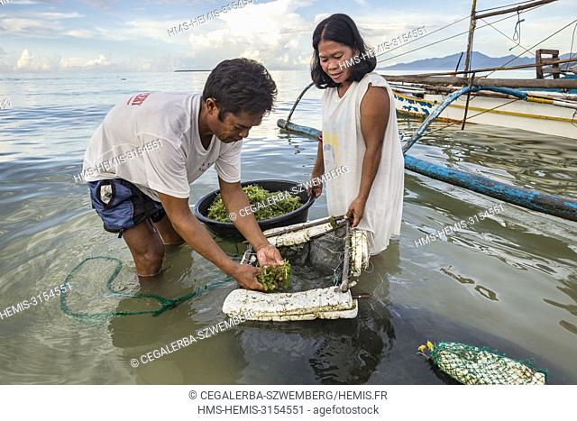 Philippines, Palawan, Roxas, couple bringing back ""lato"" seaweed (Caulerpa lentillifera)