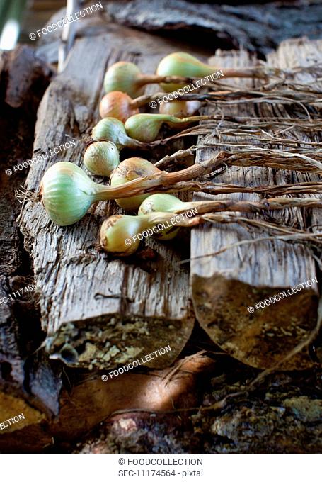 Fresh Onions on a Woodpile