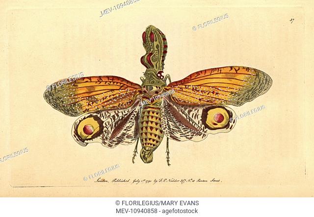 Peanut-headed lanternfly, alligator bug, great lanthorn-fly or firefly, Fulgora laternaria. Handcolored copperplate engraving from George Shaw and Frederick...