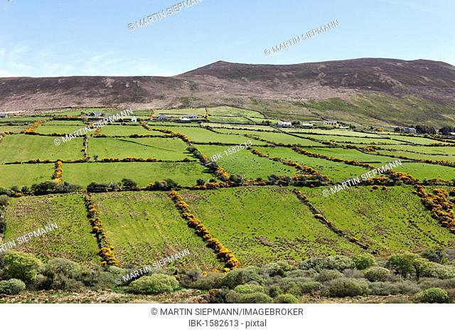 Pasture landscape with hedges, Dingle Peninsula, County Kerry, Ireland, British Isles, Europe