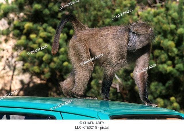 Chacma Baboon Papio ursinus on the Roof of a Vehicle  Millers Point, South Peninsula, Western Cape Province, South Africa