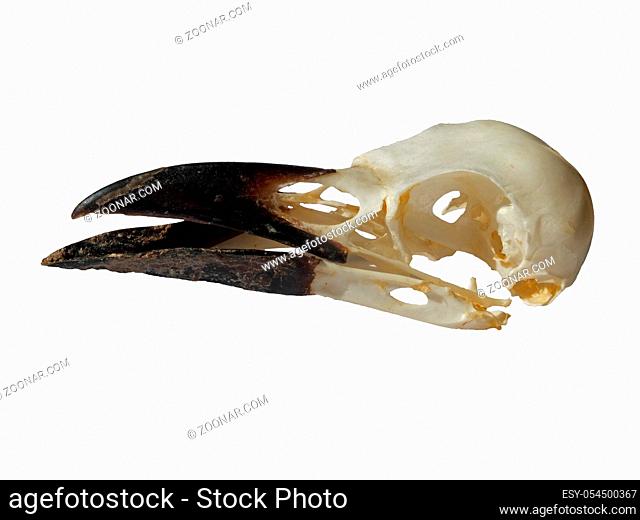a side view of a carrion crow skull with open beak on a white background