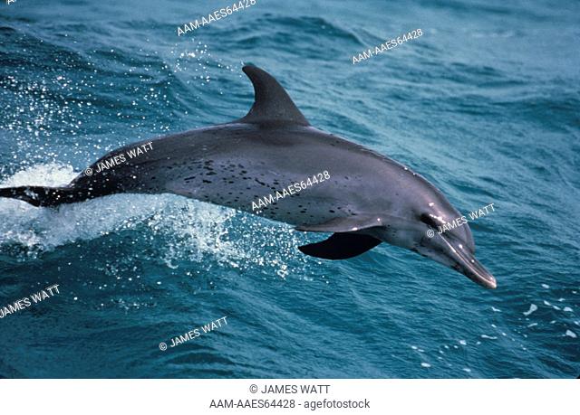 Spotted Dolphin, Bahamas