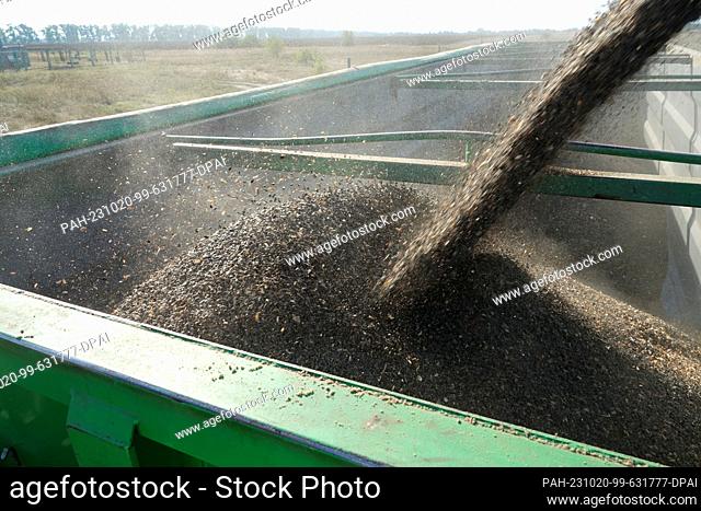 PRODUCTION - 28 September 2023, Ukraine, Kiew: A combine harvester of the German agricultural company UIFK Agro in Ukraine reloads harvested sunflower seeds...