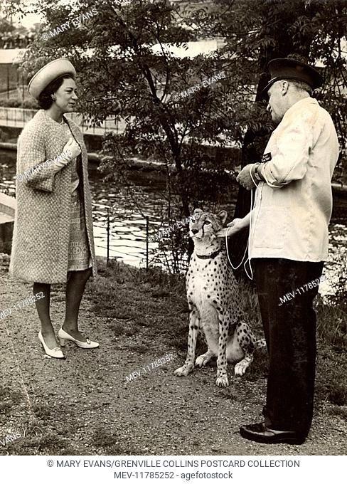 Princess Margaret meeting a Cheetah and Zoo Keeper at London Zoological Park (London Zoo - ZSL) on 16th May 1967