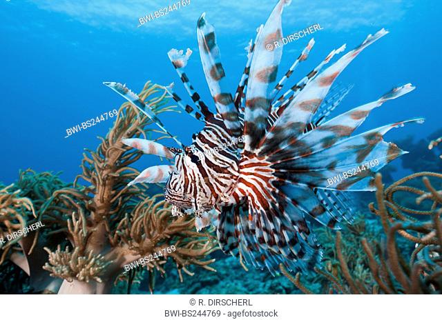 red firefish, lionfish, devil firefish, fireworkfish, red lionfish (Pterois volitans), single individual, Indonesia, Western New Guinea, Raja Ampat