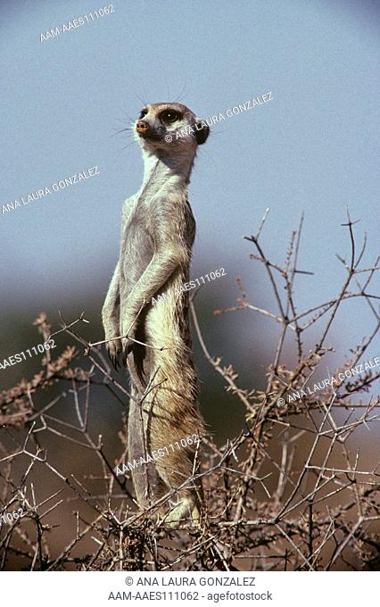 Meercat aka Suricate (Suricata suricata) Kalahari Gemsbok NP, RSA