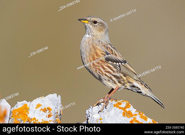 Alpine Accentor (Prunella collaris), side view of an adult perched on a rock, Trentino-Alto Adige, Italy