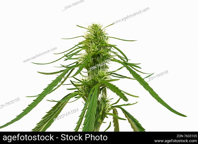 Hanfbluete, weiblich, hanf, cannabis, indica