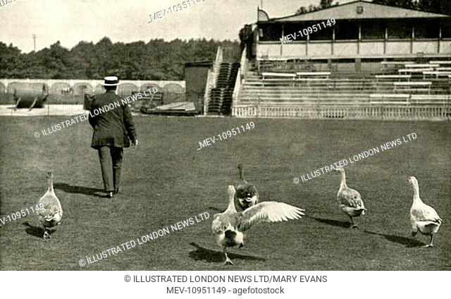Photograph showing the pitch of the Marylebone Cricket Ground (Lord's), during the ground's use as a farm for rearing geese in World War I