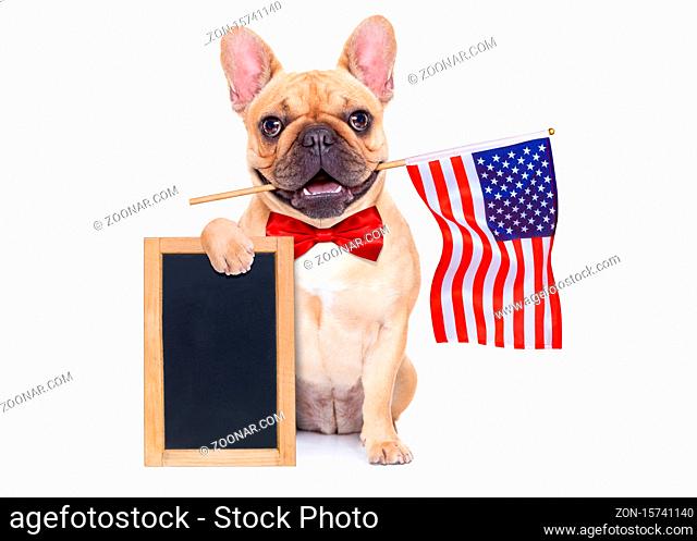 french bulldog waving a flag of usa on independence day on 4th of july , isolated on white background, holding a blank and empty blackboard