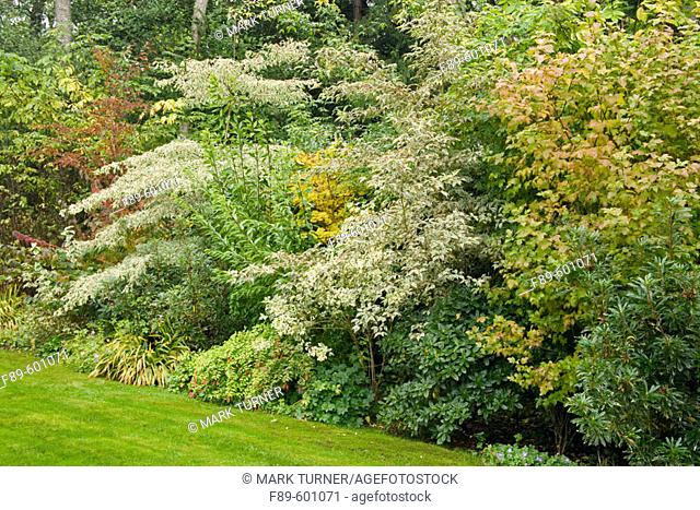 Golden shrub & perennial border, autumn (Cornus controversa 'Variegata'; C. alba 'Spaethii'; Laburnum x watereri 'Vossii'; Rhododendron ponticum 'Variegata'; C