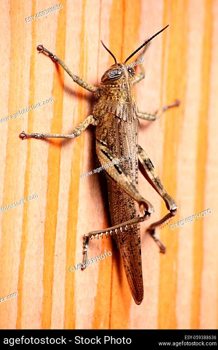 Gray Locust, harmful insect eating vegetation