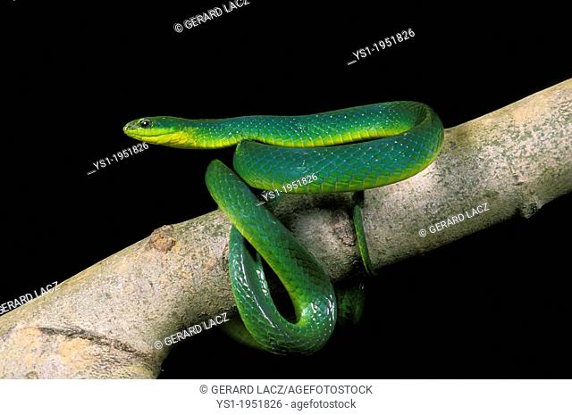 Green Snake, opheodrys major against Black Background