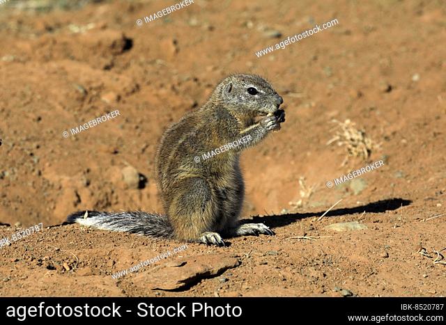 Cape ground squirrel (Xerus inauris), adult, alert, standing upright, feeding, Mountain Zebra National Park, Eastern Cape, South Africa, Africa