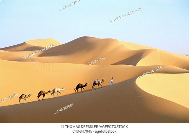 Berber with dromedaries in the great sand dunes of Erg Chebbi at Merzouga, Sahara desert. Southeast Morocco