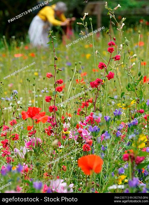 13 July 2023, Hamburg: A woman photographs a wildflower meadow in the park ""Planten un Blomen"". Photo: Marcus Brandt/dpa. - Hamburg/Hamburg/Germany