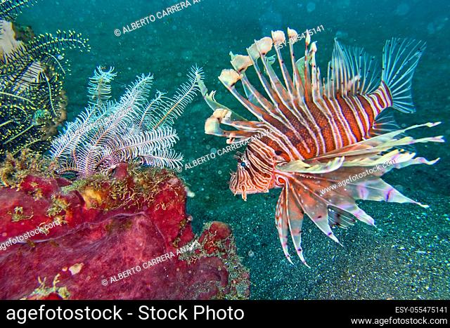Tall-spine Lionfish, Pterois sp, Lembeh, North Sulawesi, Indonesia, Asia