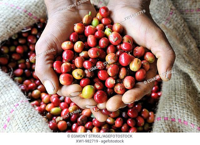 fresh red coffee berries in a palm, Jimma, Kaffa Region, Oromiya, Ethiopia, Africa